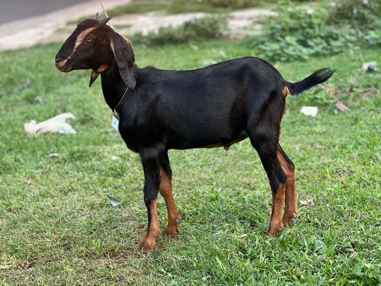 দেশী  ছাগল (18.7KG)  